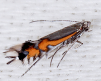 Phyllocnistis insignis