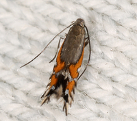 Phyllocnistis insignis