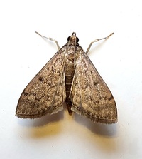 Herpetogramma phaeopteralis