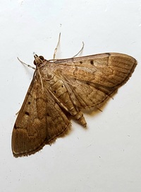 Herpetogramma bipunctalis