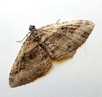 Costaconvexa centrostrigaria