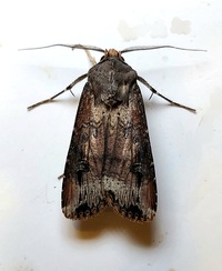 Agrotis ipsilon