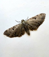 Eupithecia miserulata