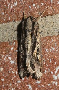 Spodoptera dolichos