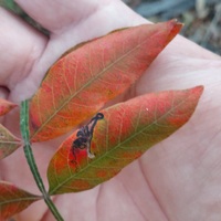 Stigmella intermedia