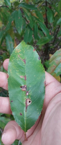 Coptodisca splendoriferella