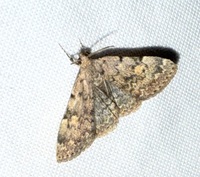 Idia aemula