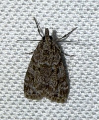 Eudonia heterosalis