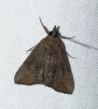 Hypena scabra