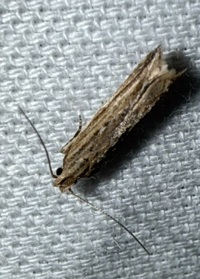 Symmetrischema striatella