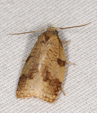 Cenopis saracana