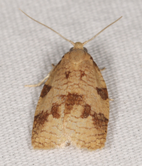 Cenopis saracana