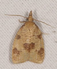 Cenopis saracana