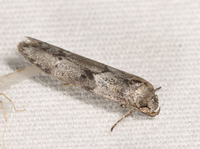 Blastobasis glandulella