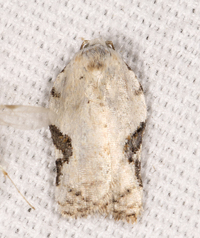 Acleris subnivana