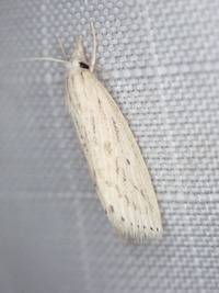 Diatraea lisetta