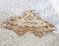 Macaria multilineata