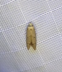 Blastobasidae unidentified species