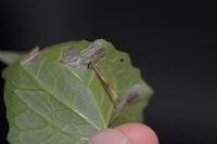 Coleophora vernoniaeella