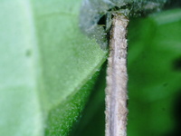 Coleophora vernoniaeella