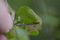 Coleophora vernoniaeella