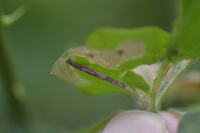 Coleophora vernoniaeella