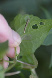 Coleophora vernoniaeella