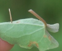 Coleophora vernoniaeella