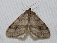 Operophtera bruceata