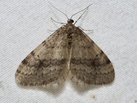 Operophtera bruceata