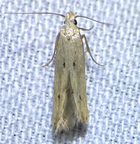 Sitotroga cerealella