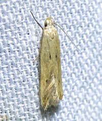 Sitotroga cerealella