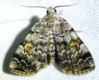 Idia americalis