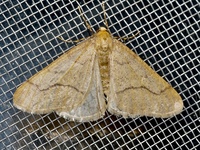 Erannis tiliaria