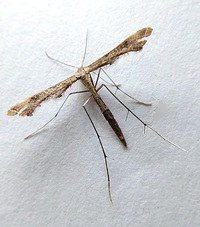 Stenoptilodes taprobanes