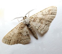 Iridopsis defectaria