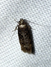 Chionodes thoraceochrella