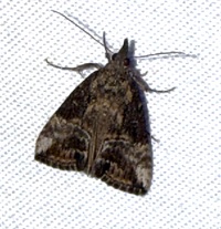 Hypena scabra
