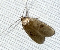 Agonopterix canadensis