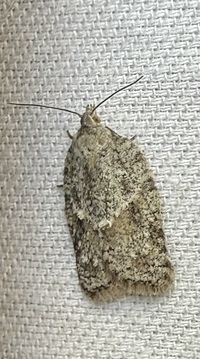 Acleris placidana