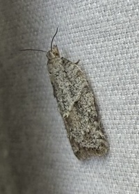 Acleris placidana
