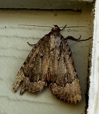 Amphipyra pyramidoides