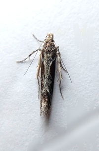 Gnorimoschema gallaesolidaginis