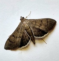 Rhectocraspeda periusalis