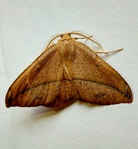Patalene olyzonaria