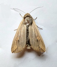 Mythimna unipuncta