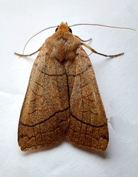 Metaxaglaea inulta