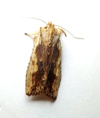 Lithophane patefacta