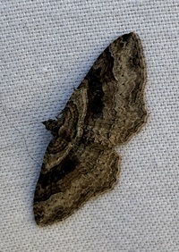 Costaconvexa centrostrigaria