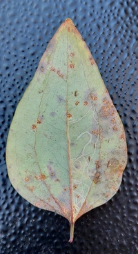 Marmara smilacisella